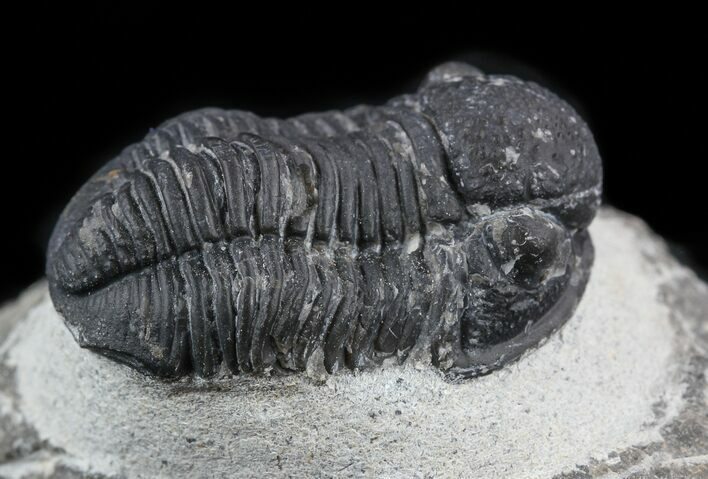 Bargain, Gerastos Trilobite Fossil - Morocco #57602